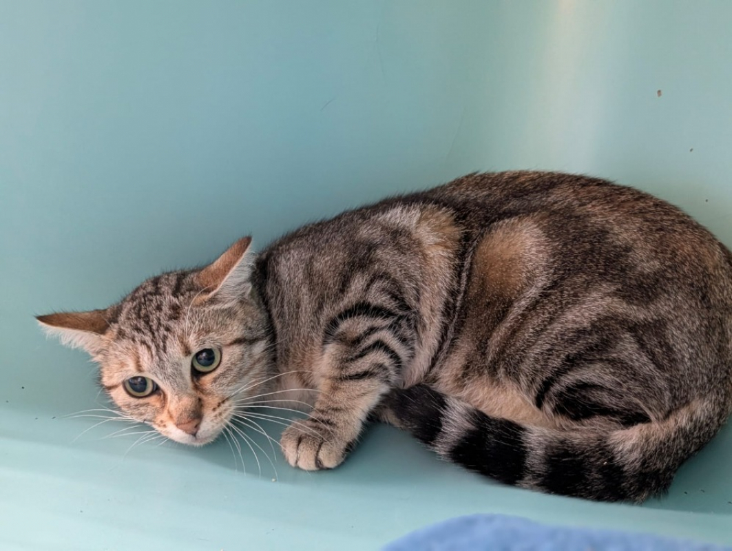 Photo #2 de Nougatine