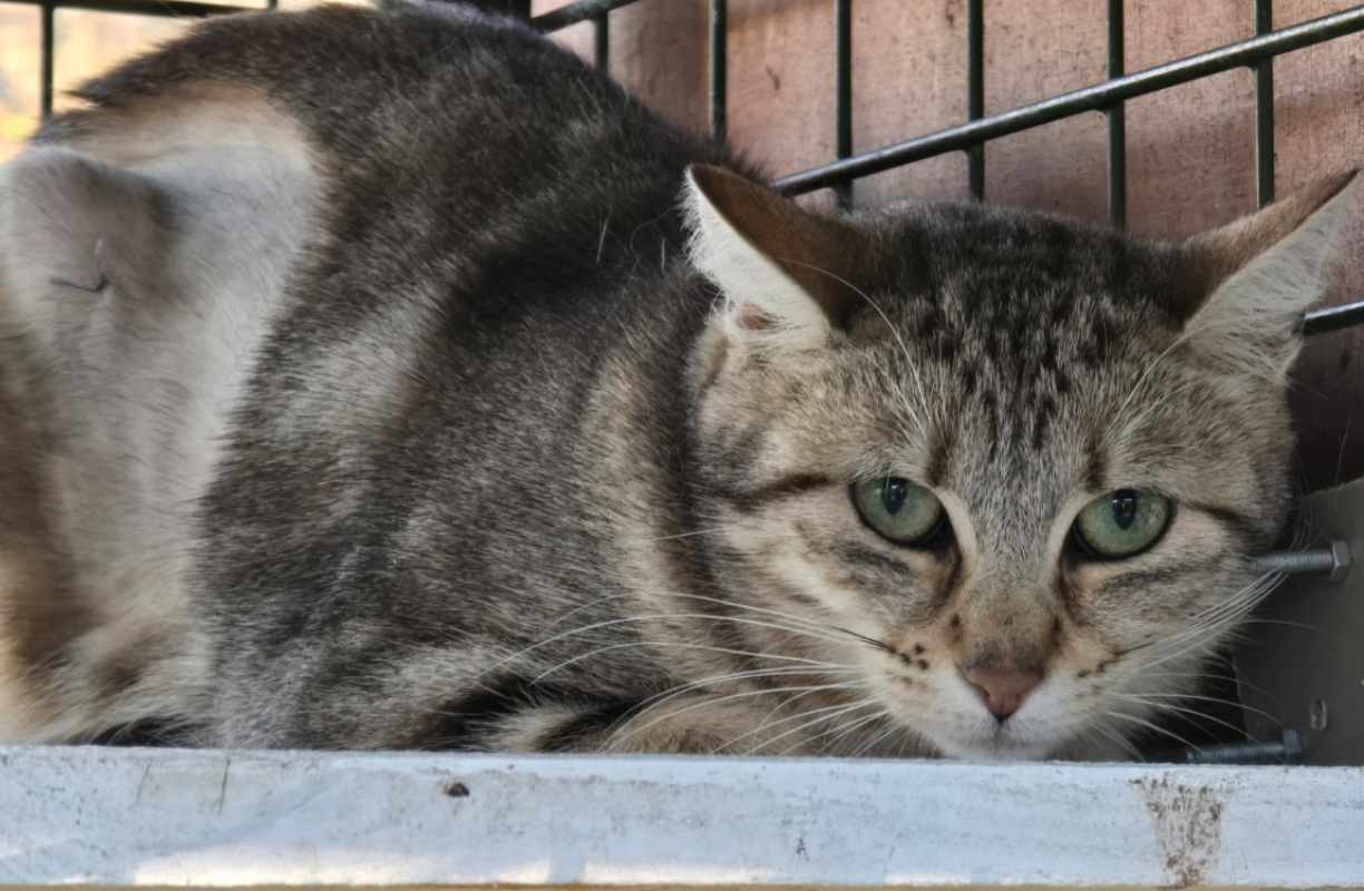 Photo #2 de Nougatine