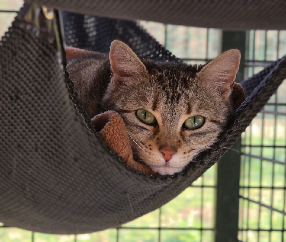 Photo #1 de Nougatine