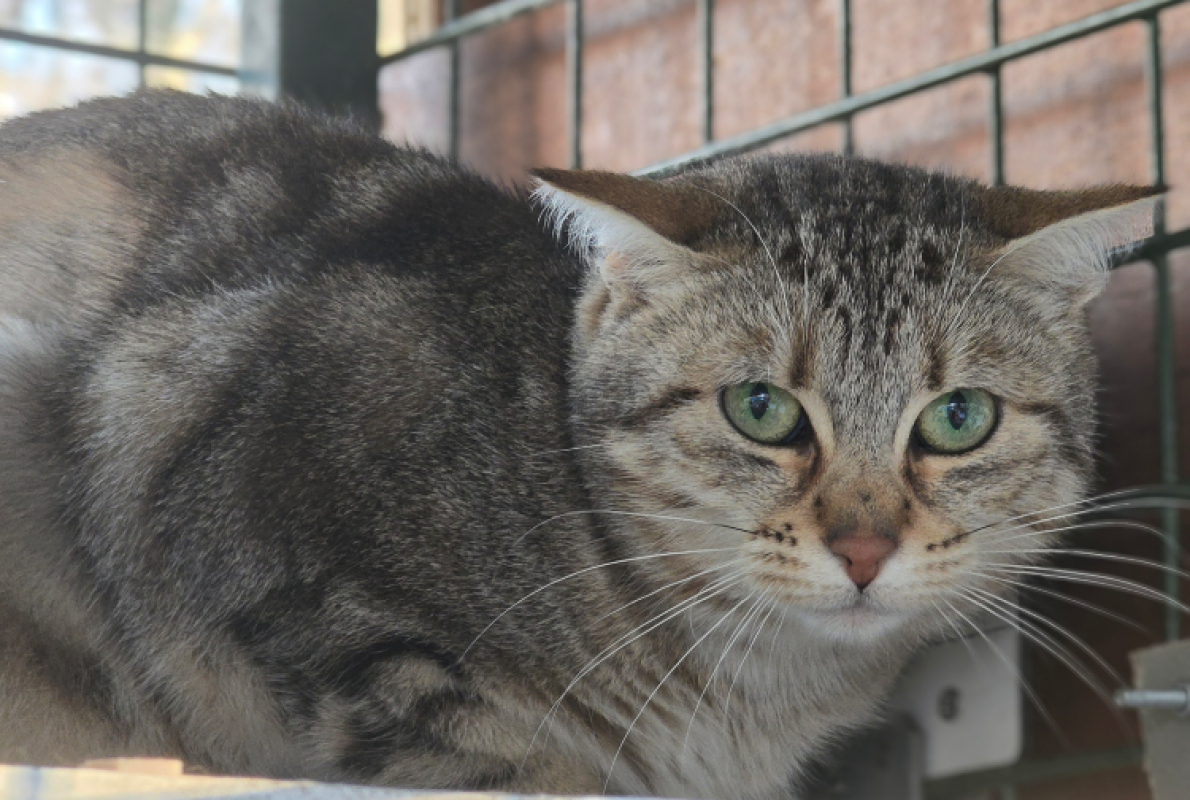 Photo #2 de Nougatine