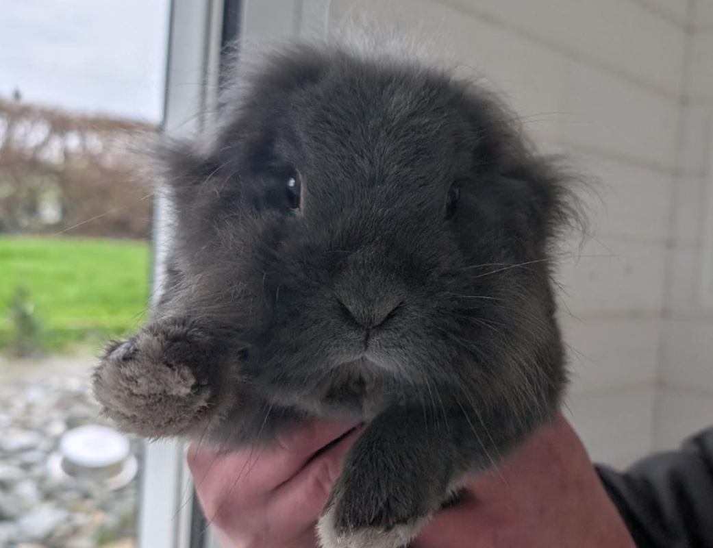 Photo #1 de Meringue