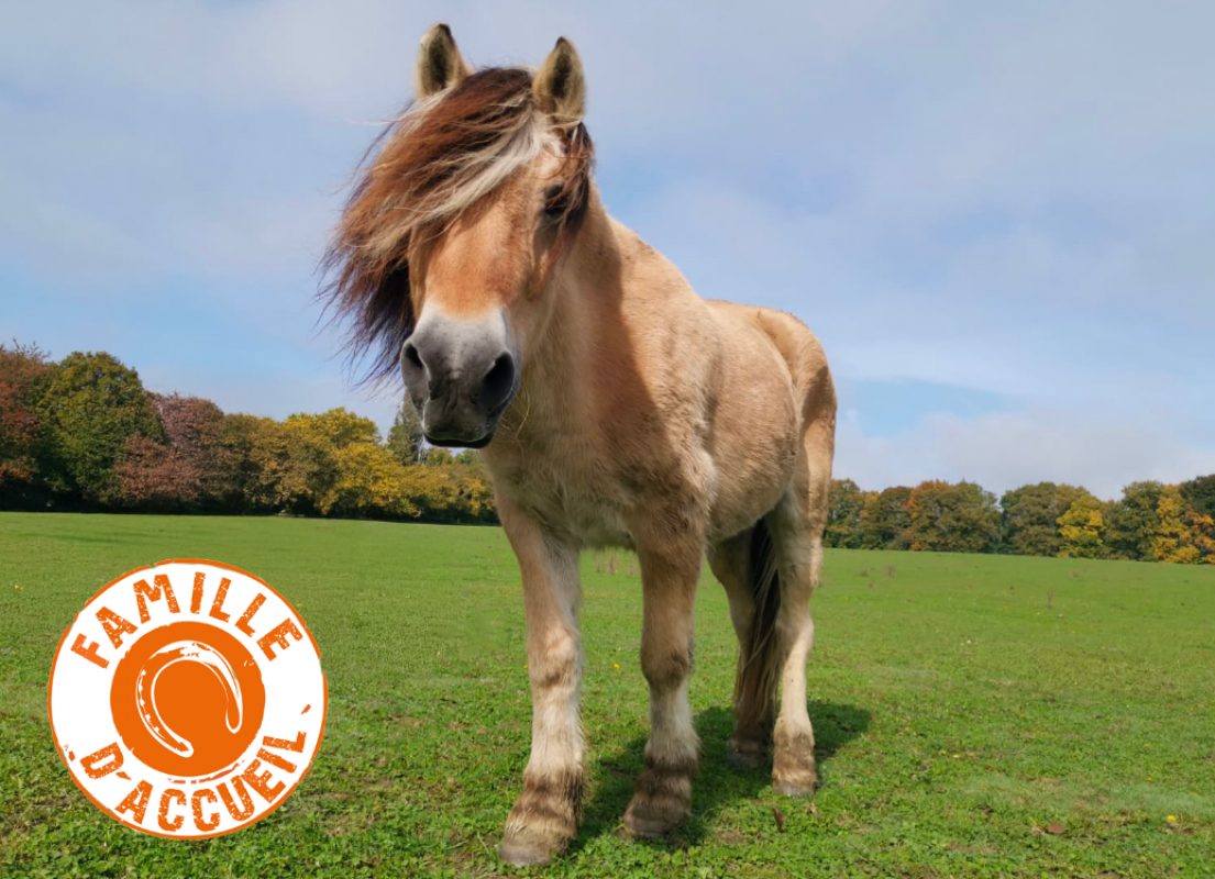 Marou de belnoé - Equidé Poney à adopter