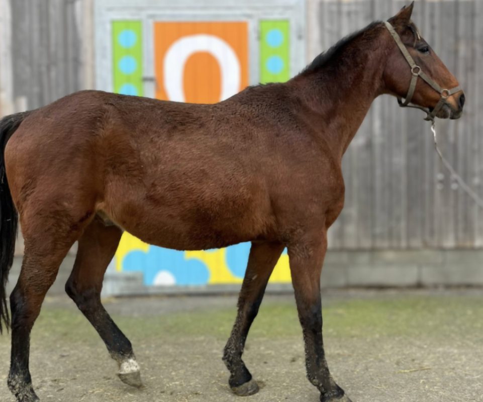 Of gy de sen - Equidé Cheval à adopter