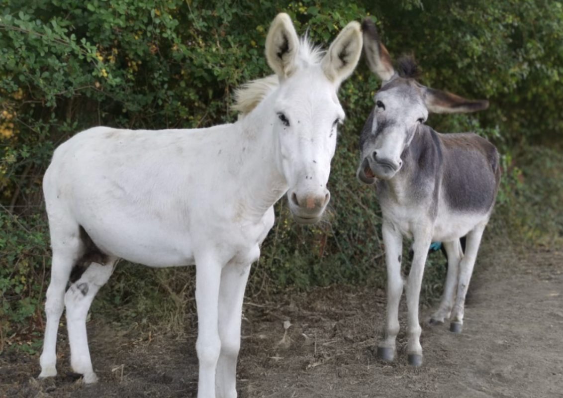Rebecca - Equidé Ane à adopter