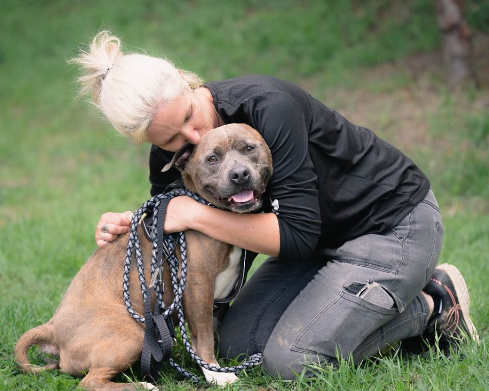 Tayson - Chien à adopter