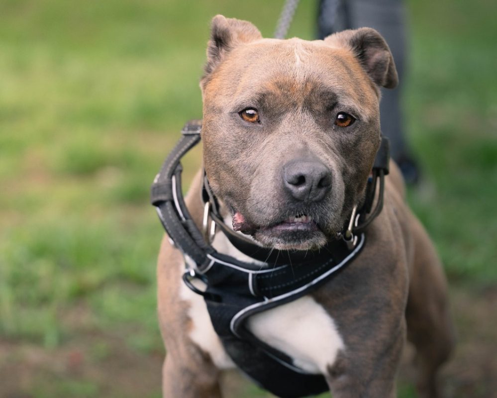Tayson - Chien à adopter - photo 2