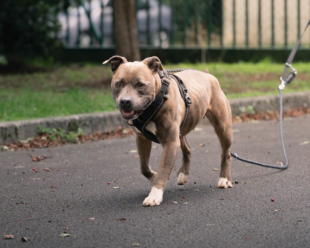 Tayson - Chien à adopter - photo 3