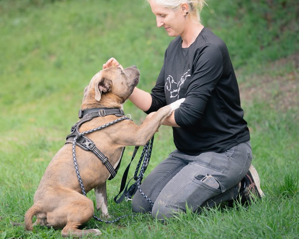 Tayson - Chien à adopter - photo 4