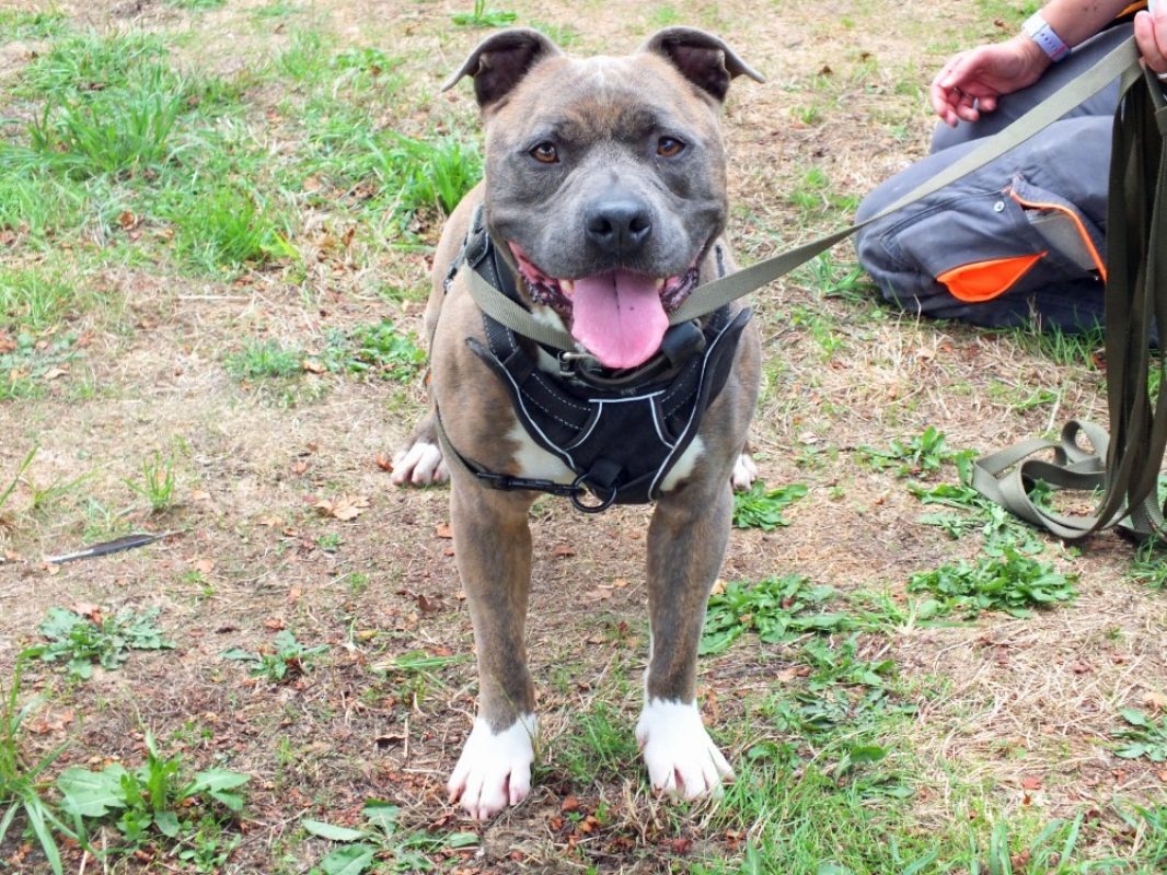 Tayson - Chien à adopter - photo 5