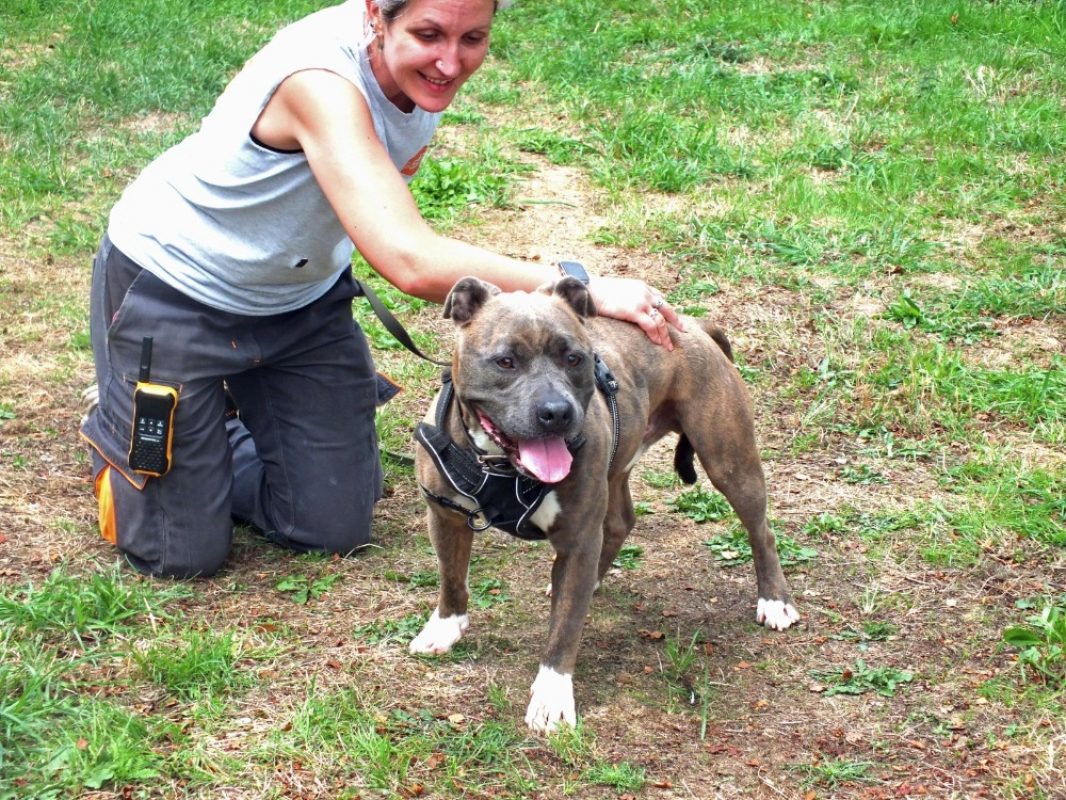 Tayson - Chien à adopter - photo 6