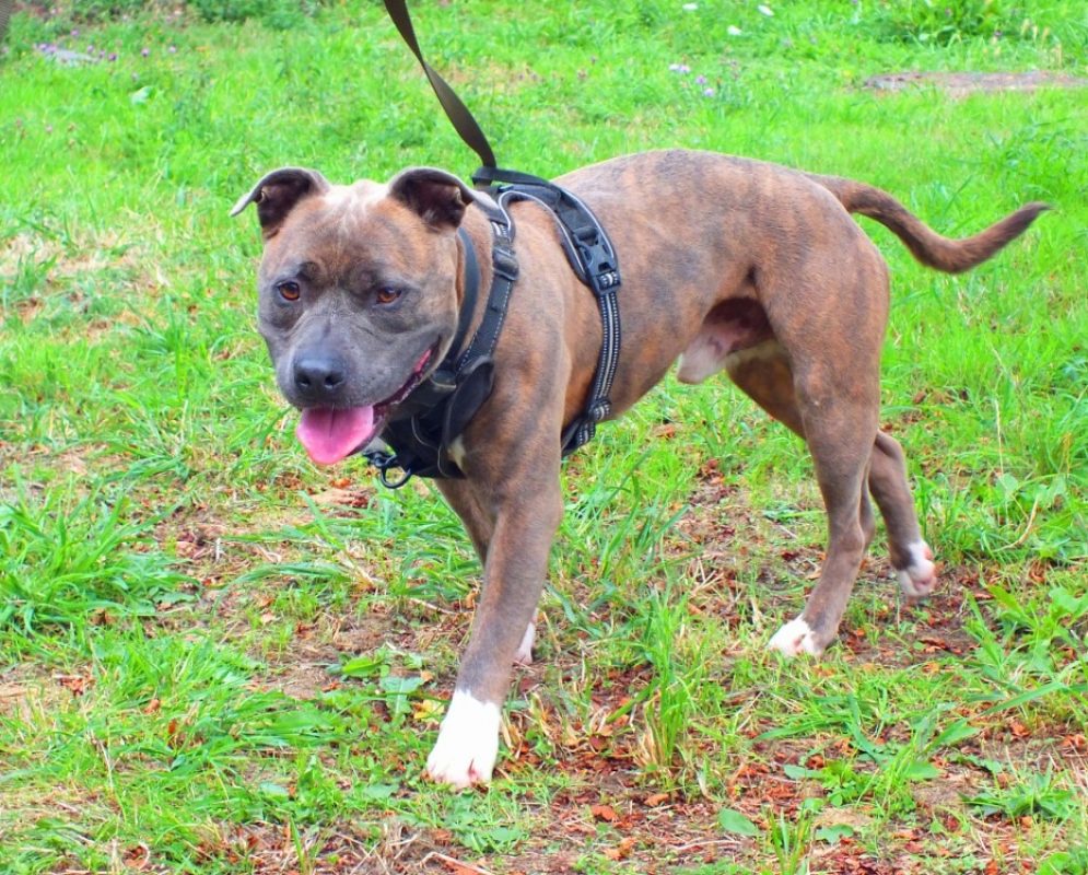 Tayson - Chien à adopter - photo 7
