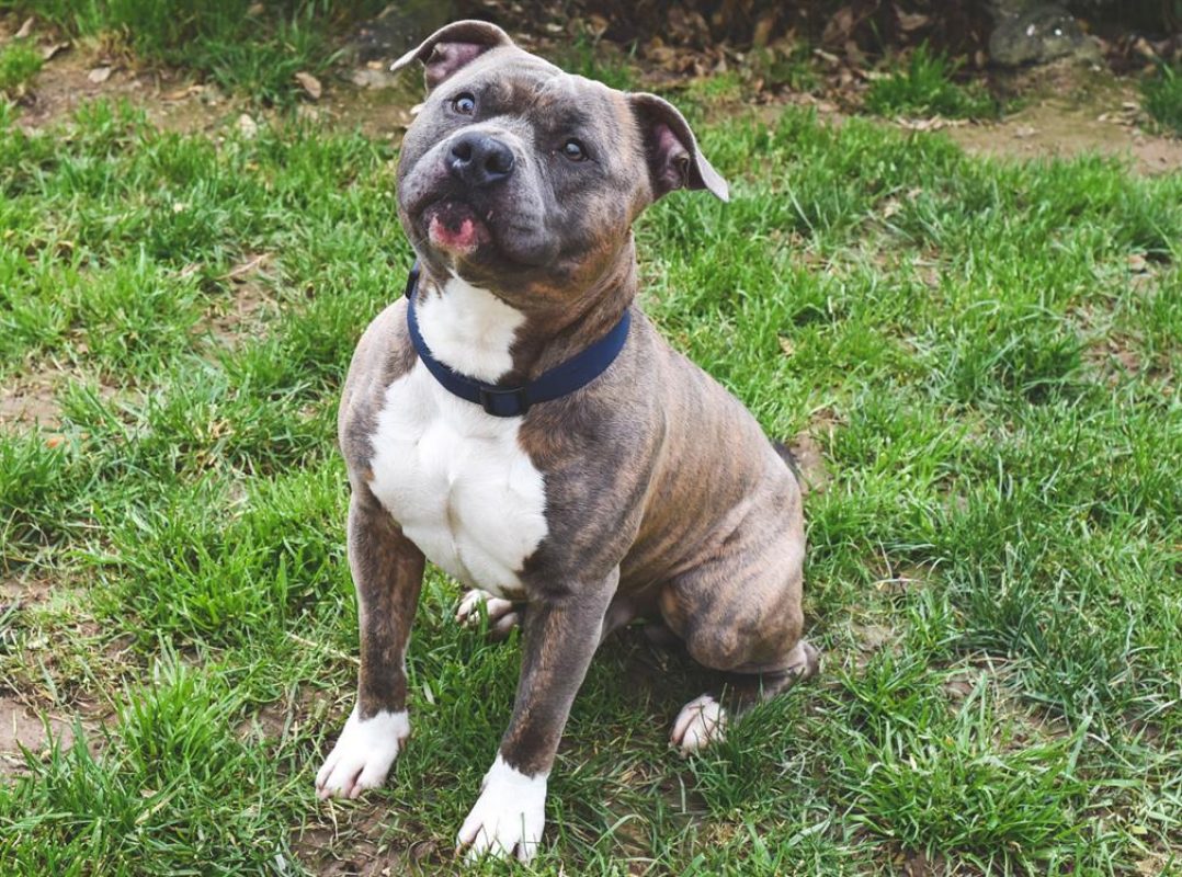 Tayson - Chien à adopter - photo 8