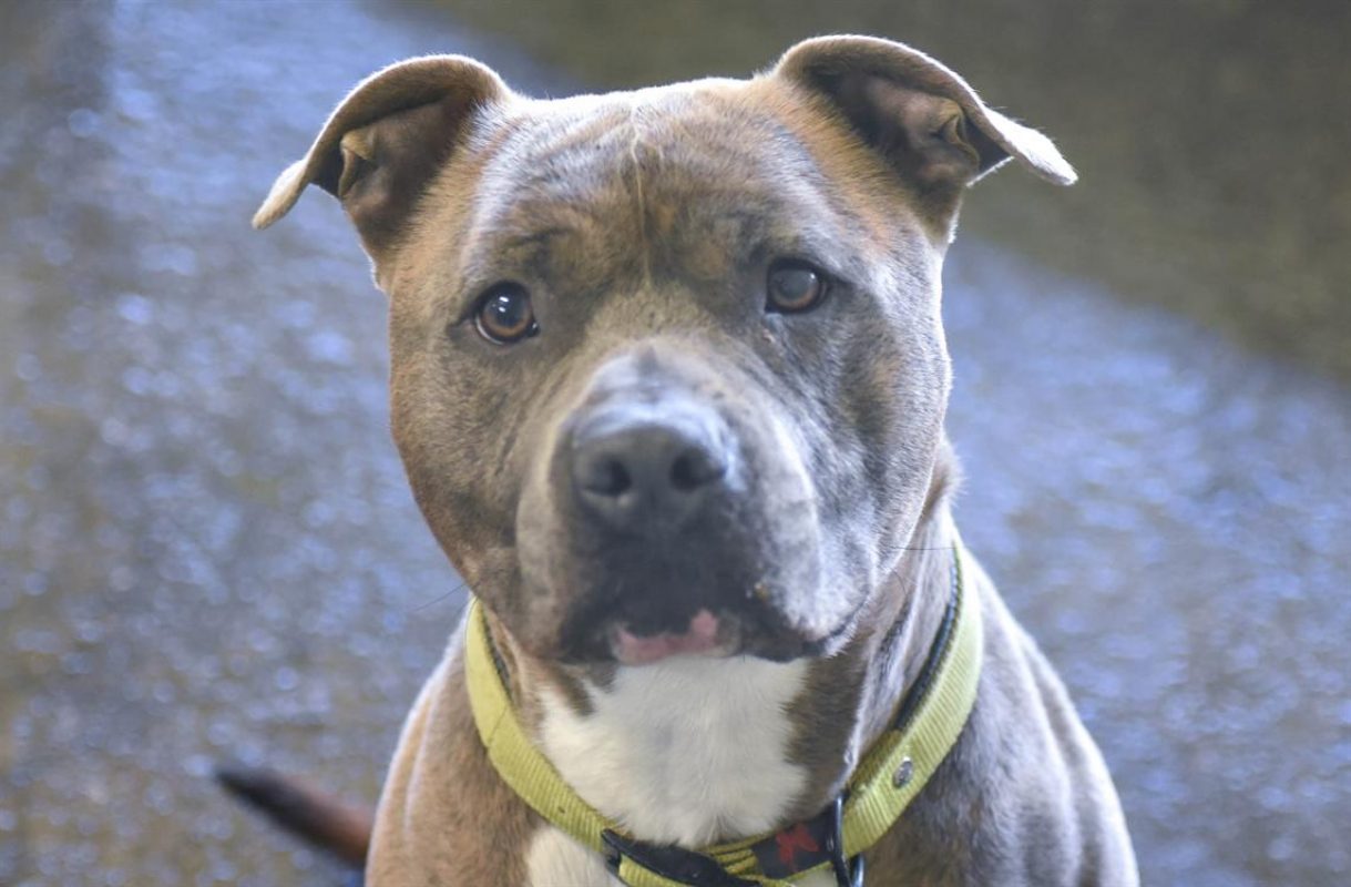 Tayson - Chien à adopter - photo 11