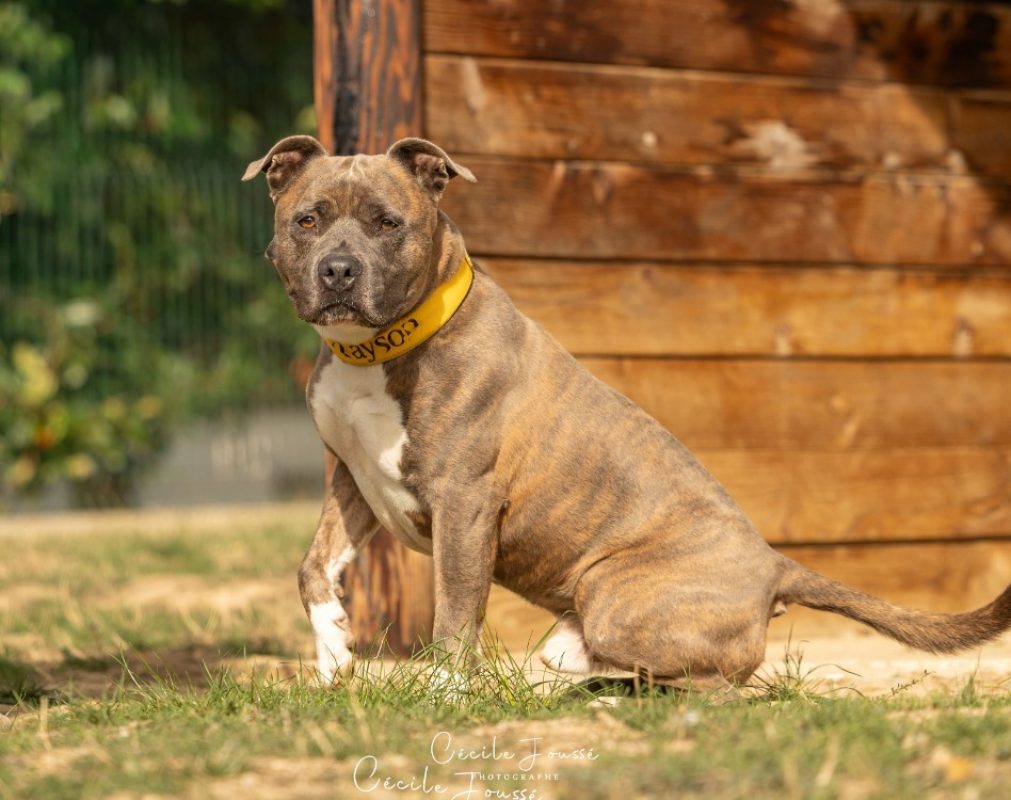 Tayson - Chien à adopter