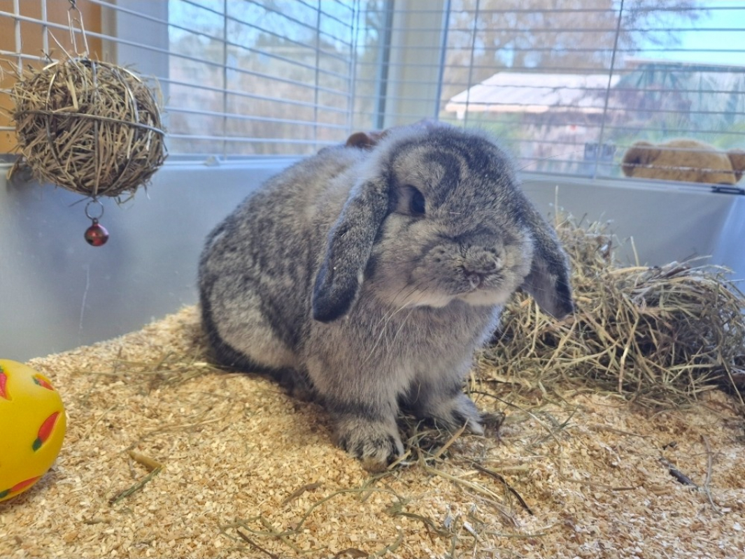 Photo #1 de Reglisse