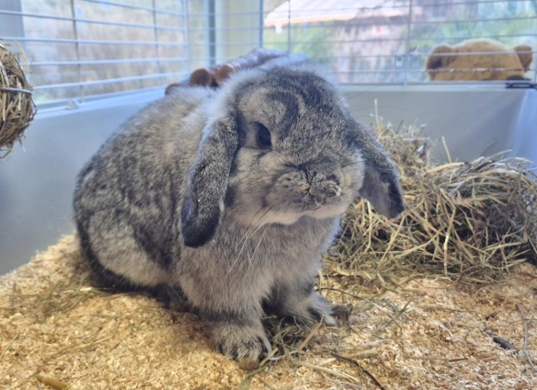 Photo #2 de Reglisse