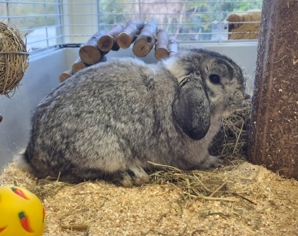 Photo #3 de Reglisse