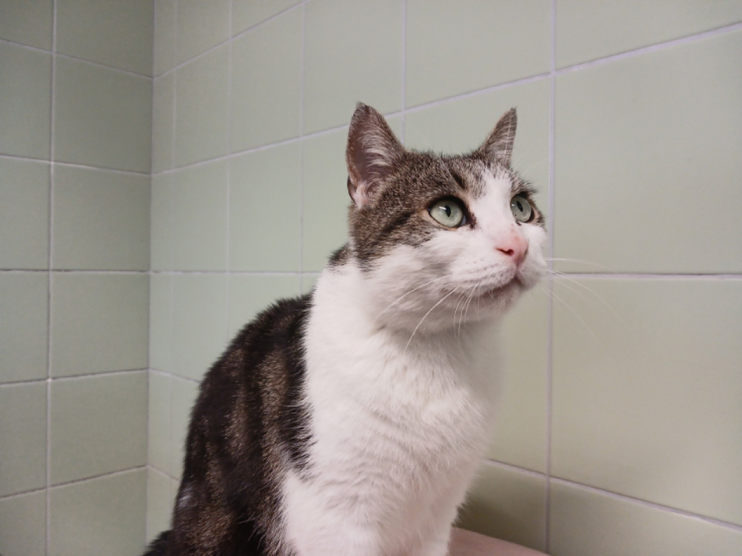 Photo #1 de Rustychou