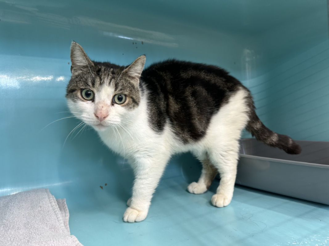 Photo #2 de Rustychou