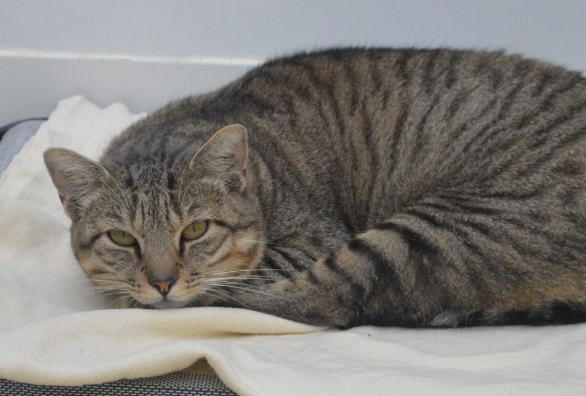 Gimli - Chat Européen à adopter