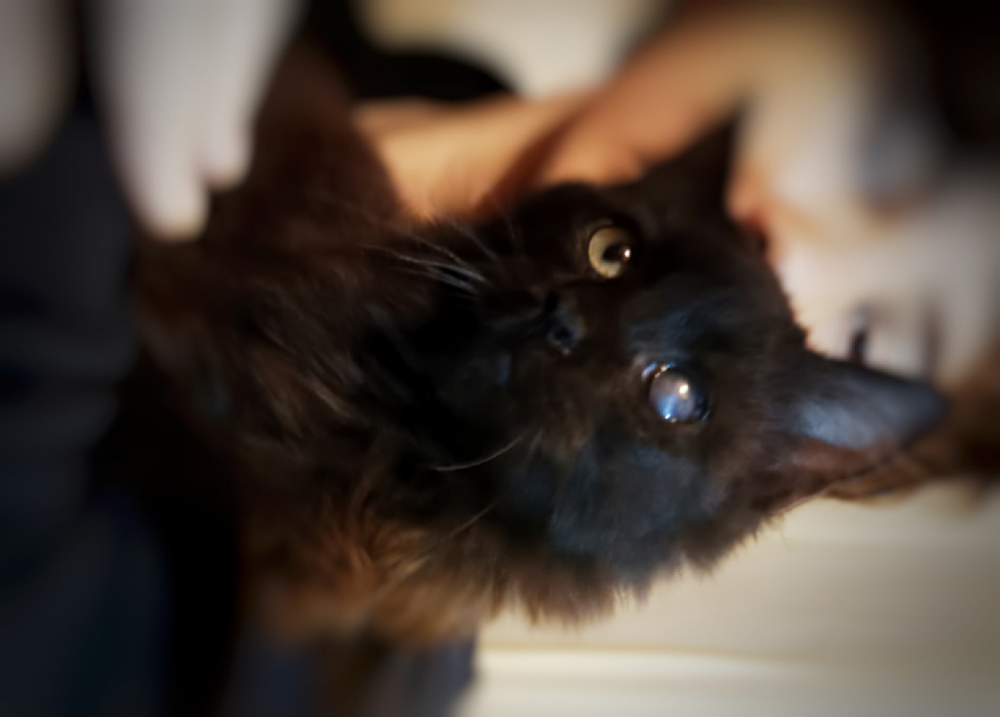 Photo #1 de Baboushka