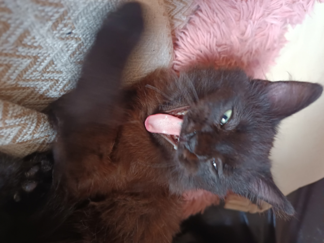 Photo #2 de Baboushka