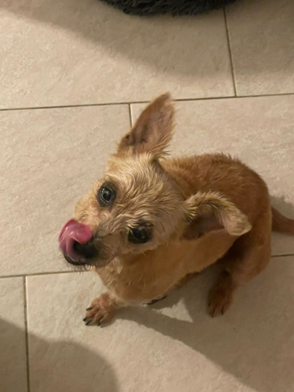 Photo #1 de Potatoes