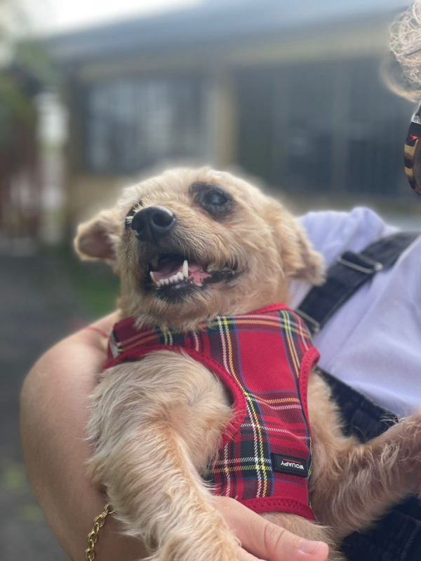 Photo #3 de Potatoes