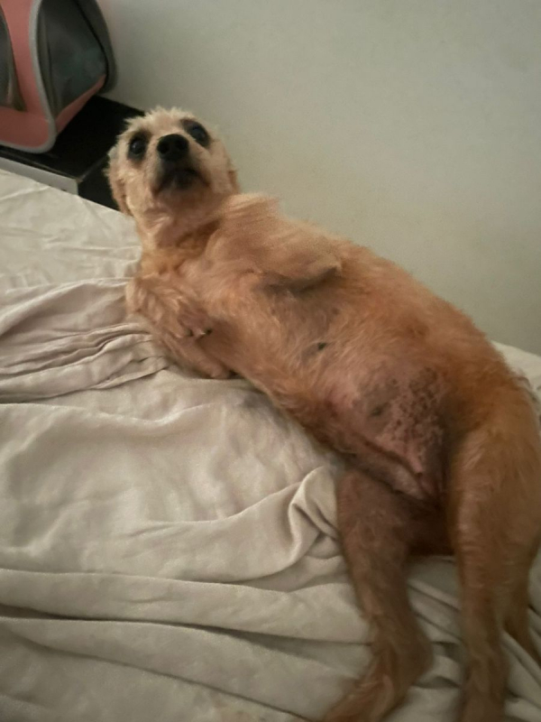 Photo #4 de Potatoes