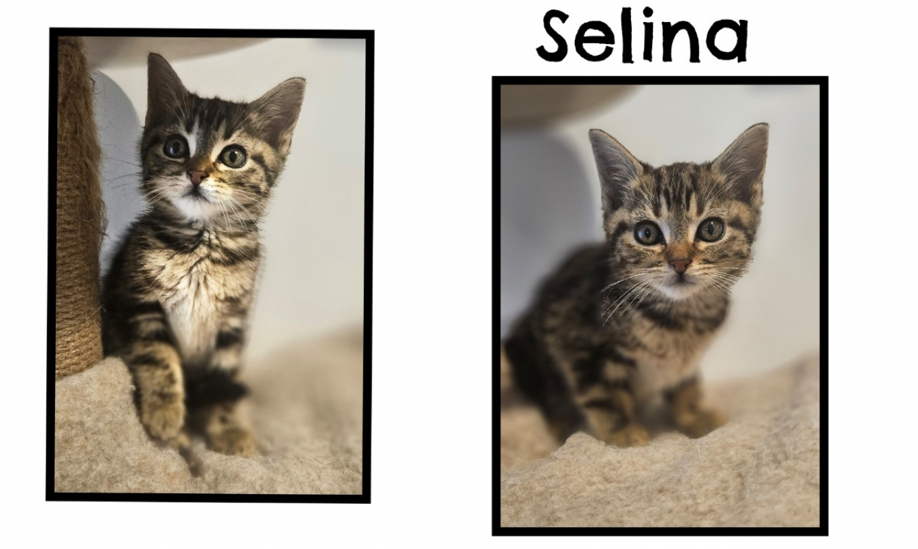 Photo de Selina
