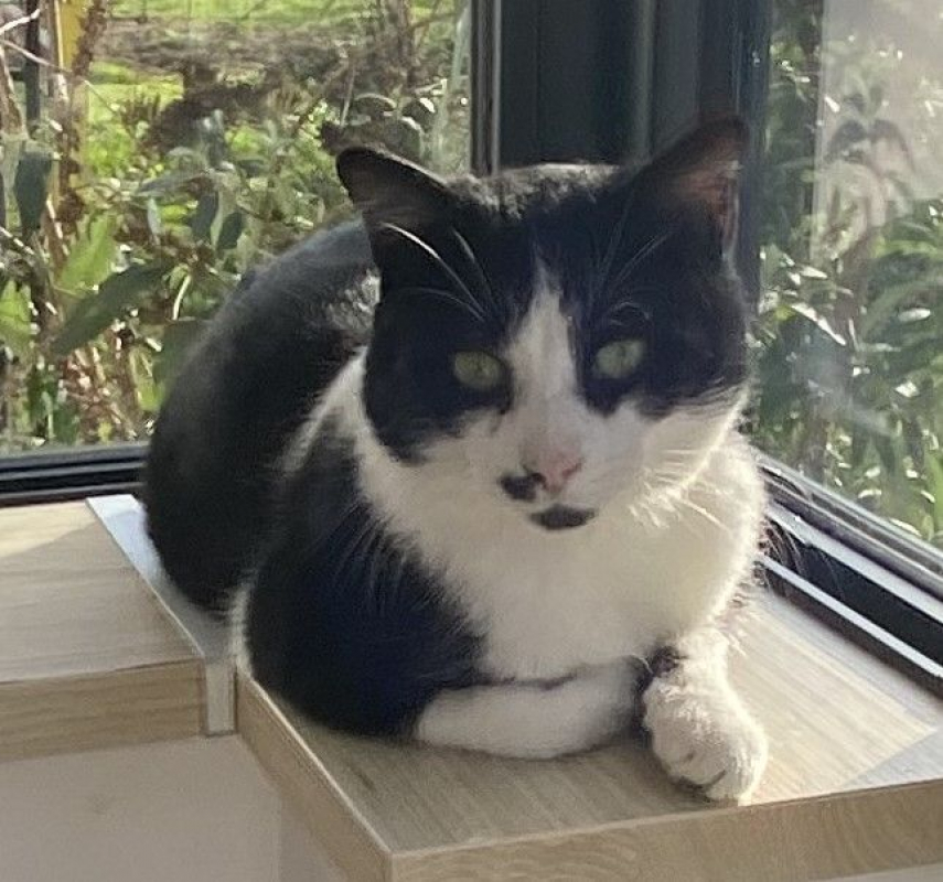 Photo #6 de Moustache