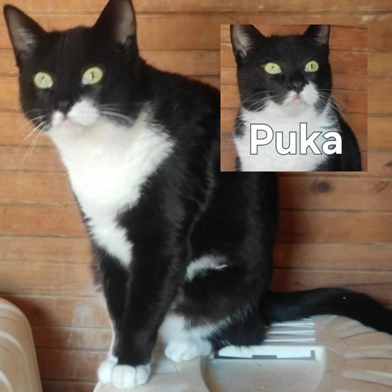Photo de Puka