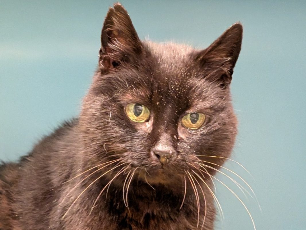 Alouette - Chat Européen à adopter