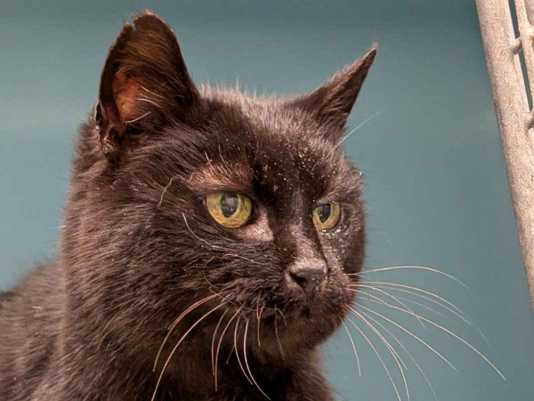 Alouette - Chat Européen à adopter - photo 2