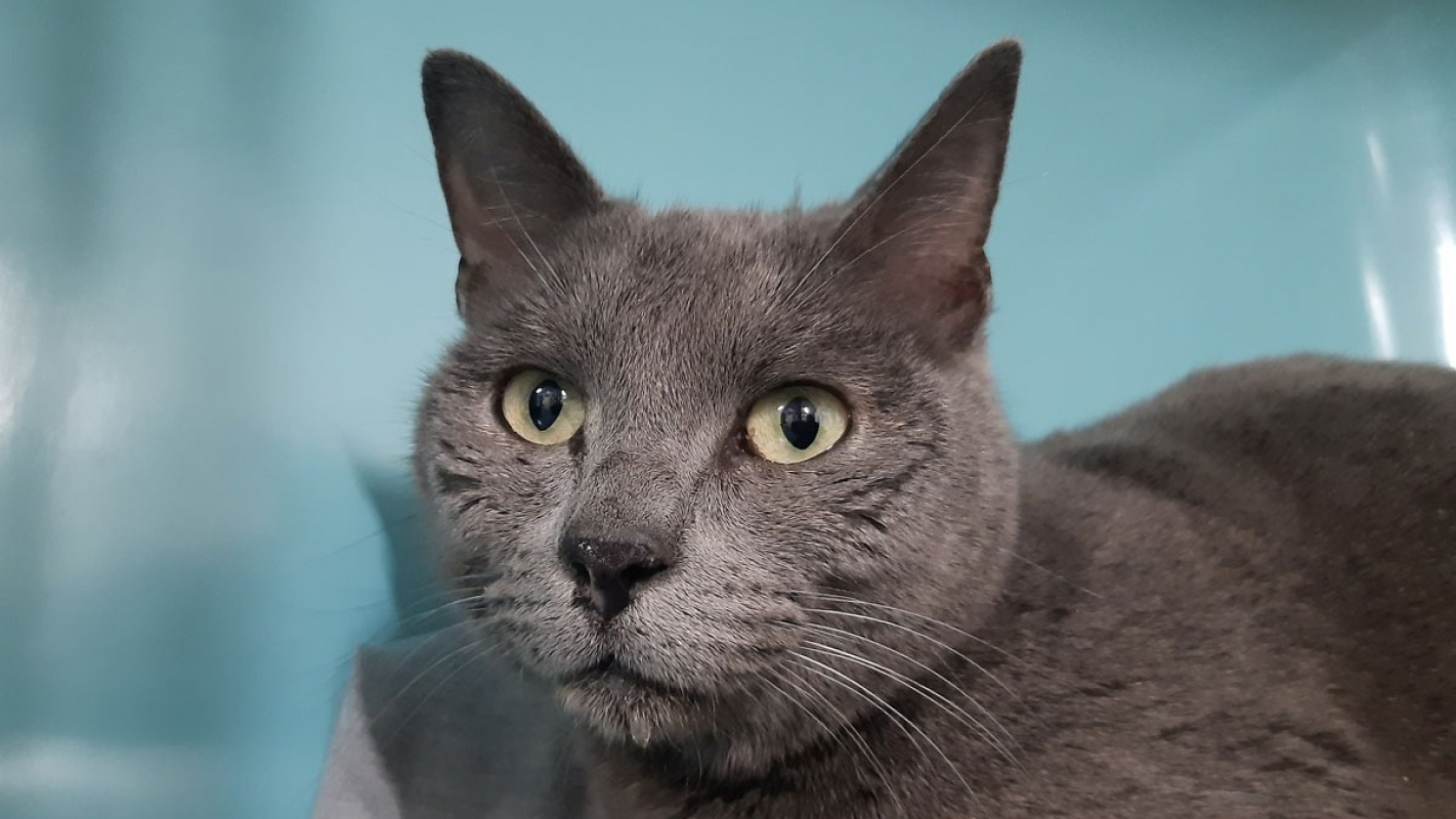 Photo #1 de Mousquette