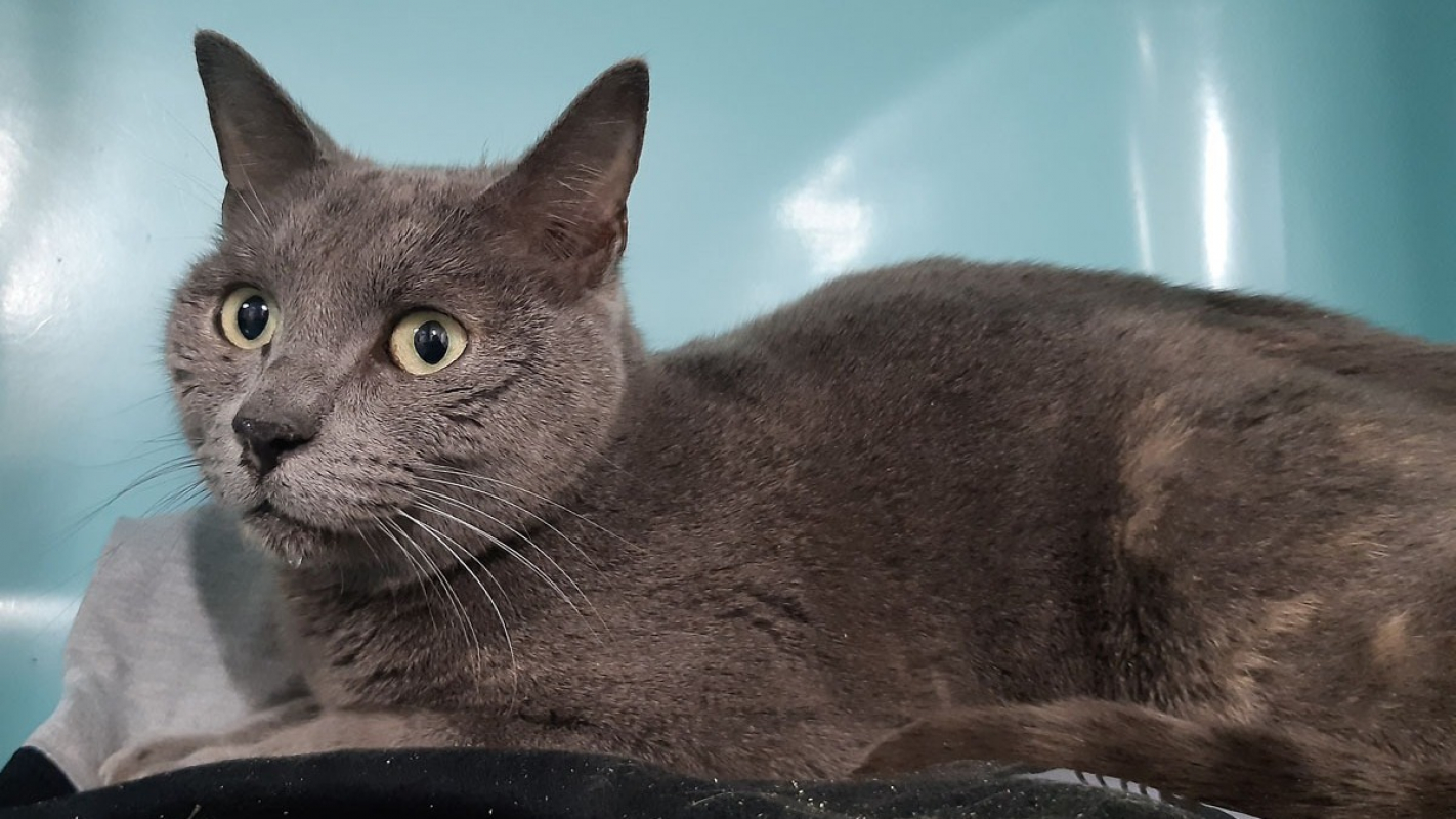 Photo #2 de Mousquette