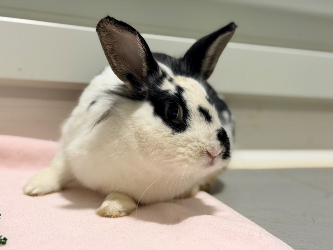 Photo #2 de SamuraÏ