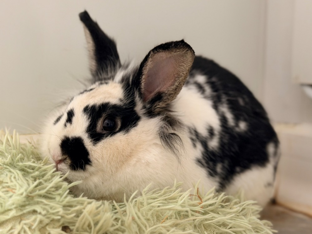 Photo #1 de SamuraÏ