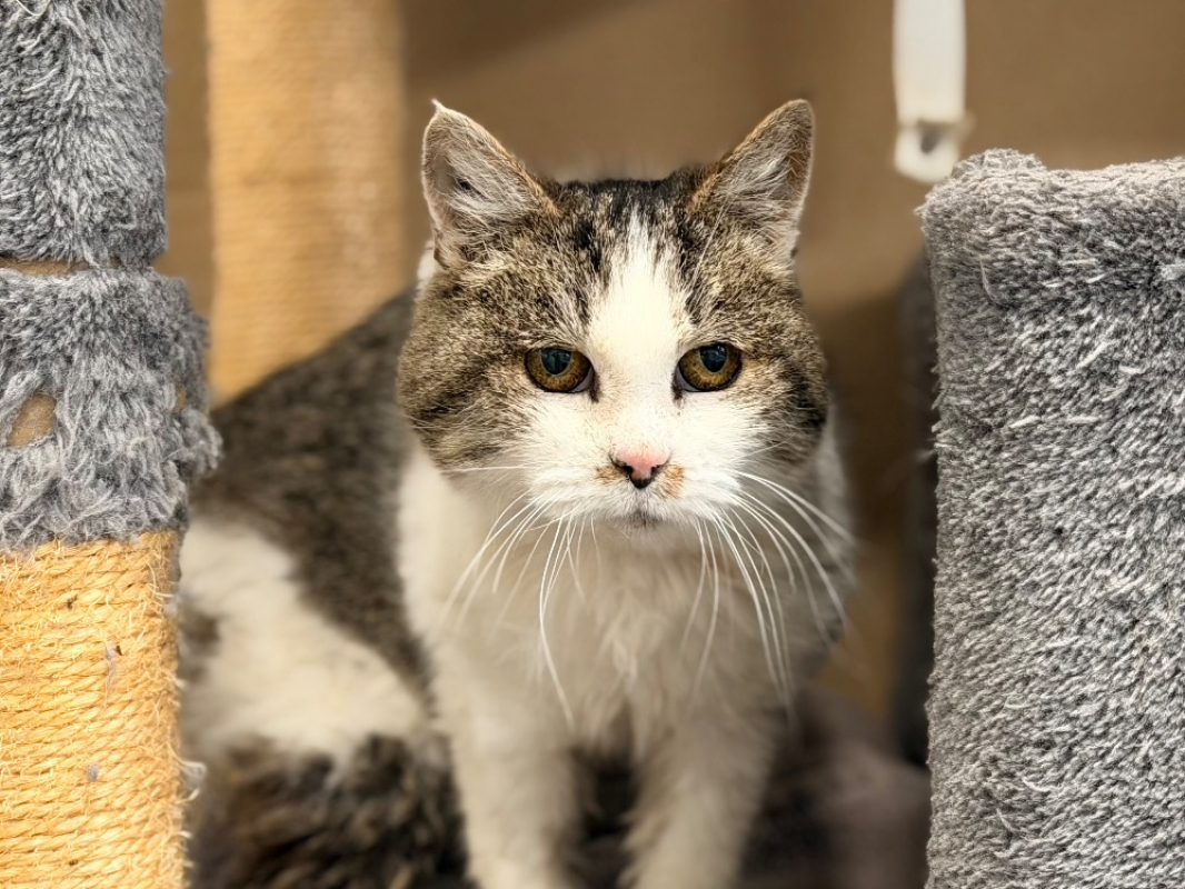 Photo #1 de Trompette