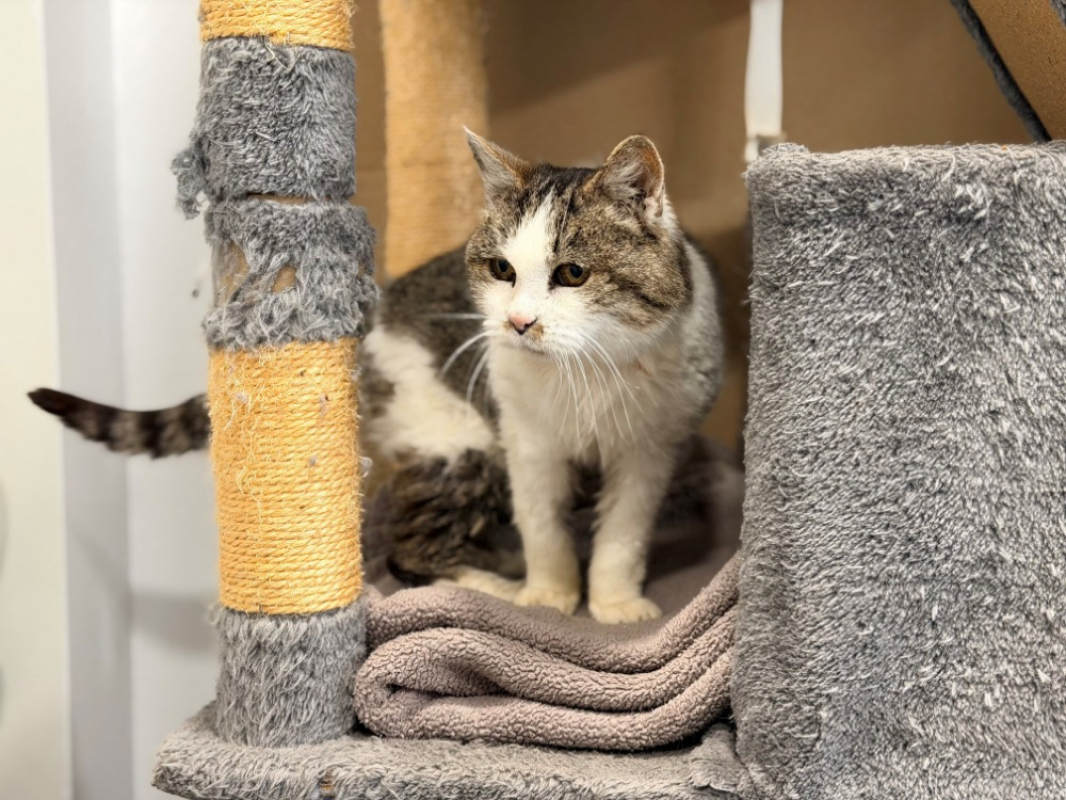 Photo #2 de Trompette