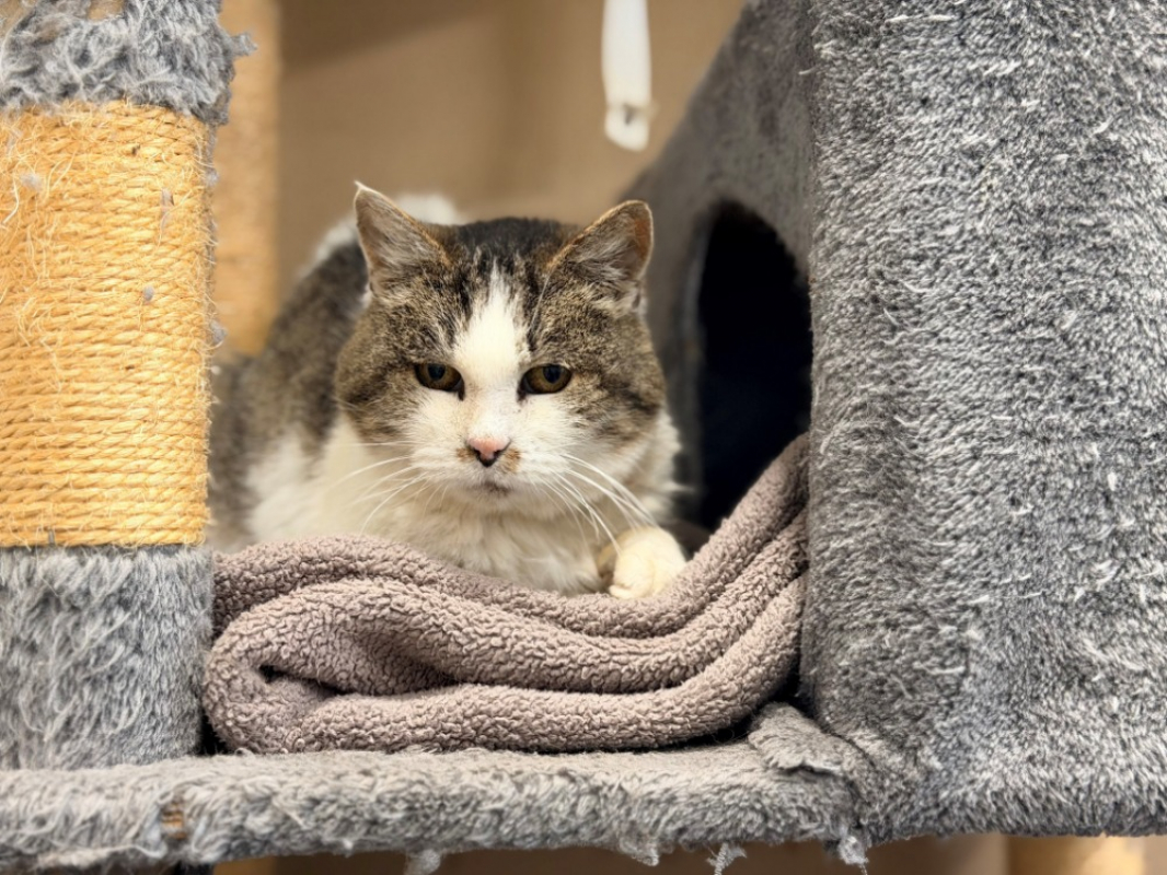 Photo #3 de Trompette