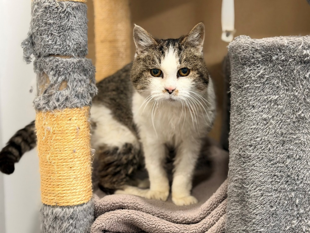 Photo #4 de Trompette