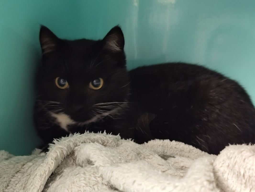 Photo #1 de Chat quila