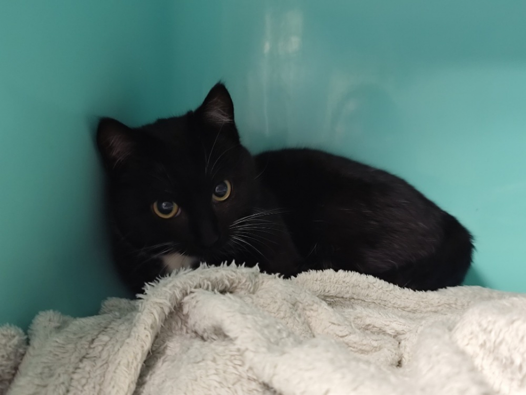 Photo #3 de Chat quila