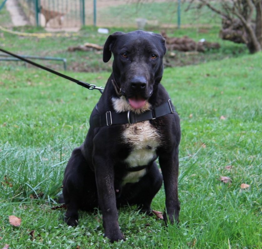Ike - Chien à adopter