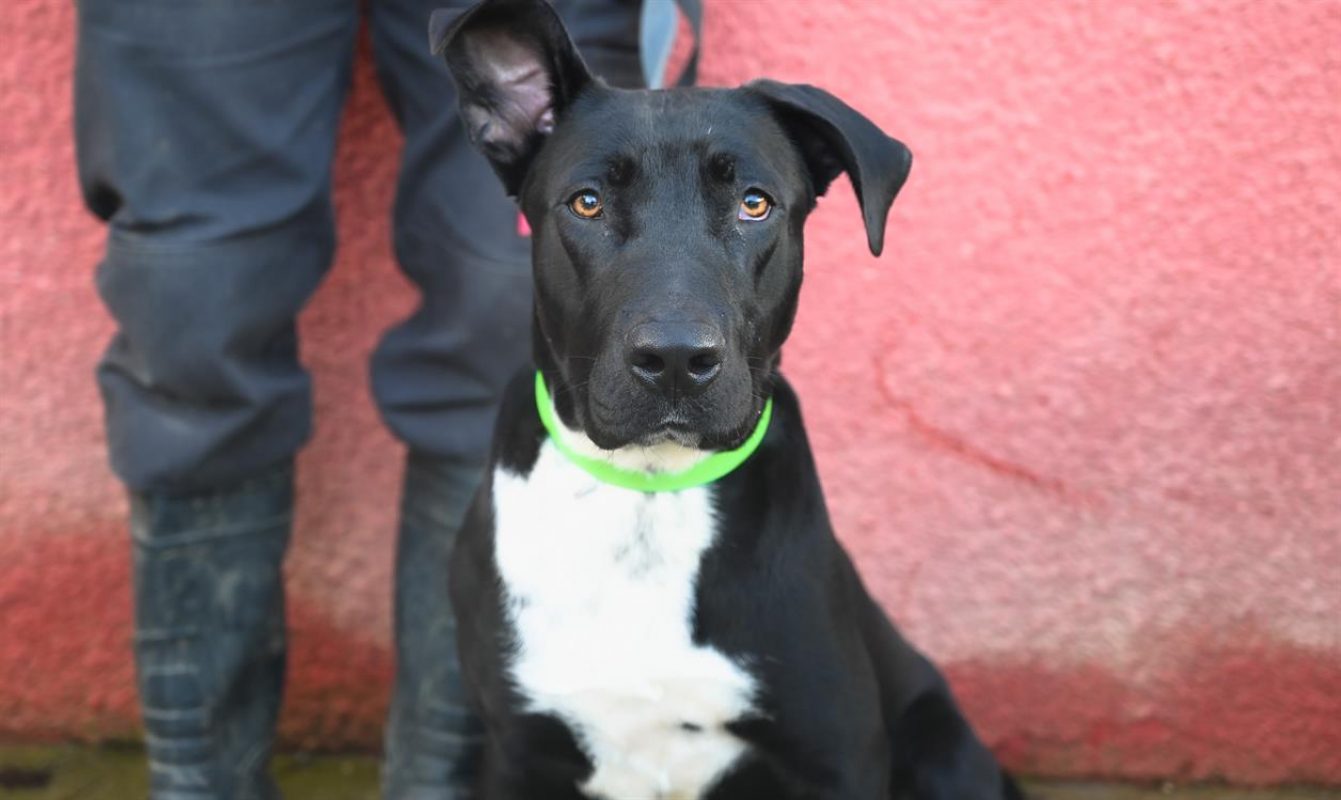Ike - Chien à adopter - photo 2
