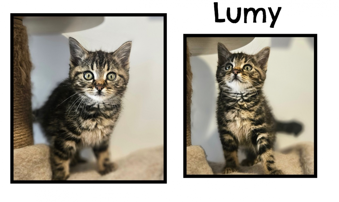 Photo de Lumy