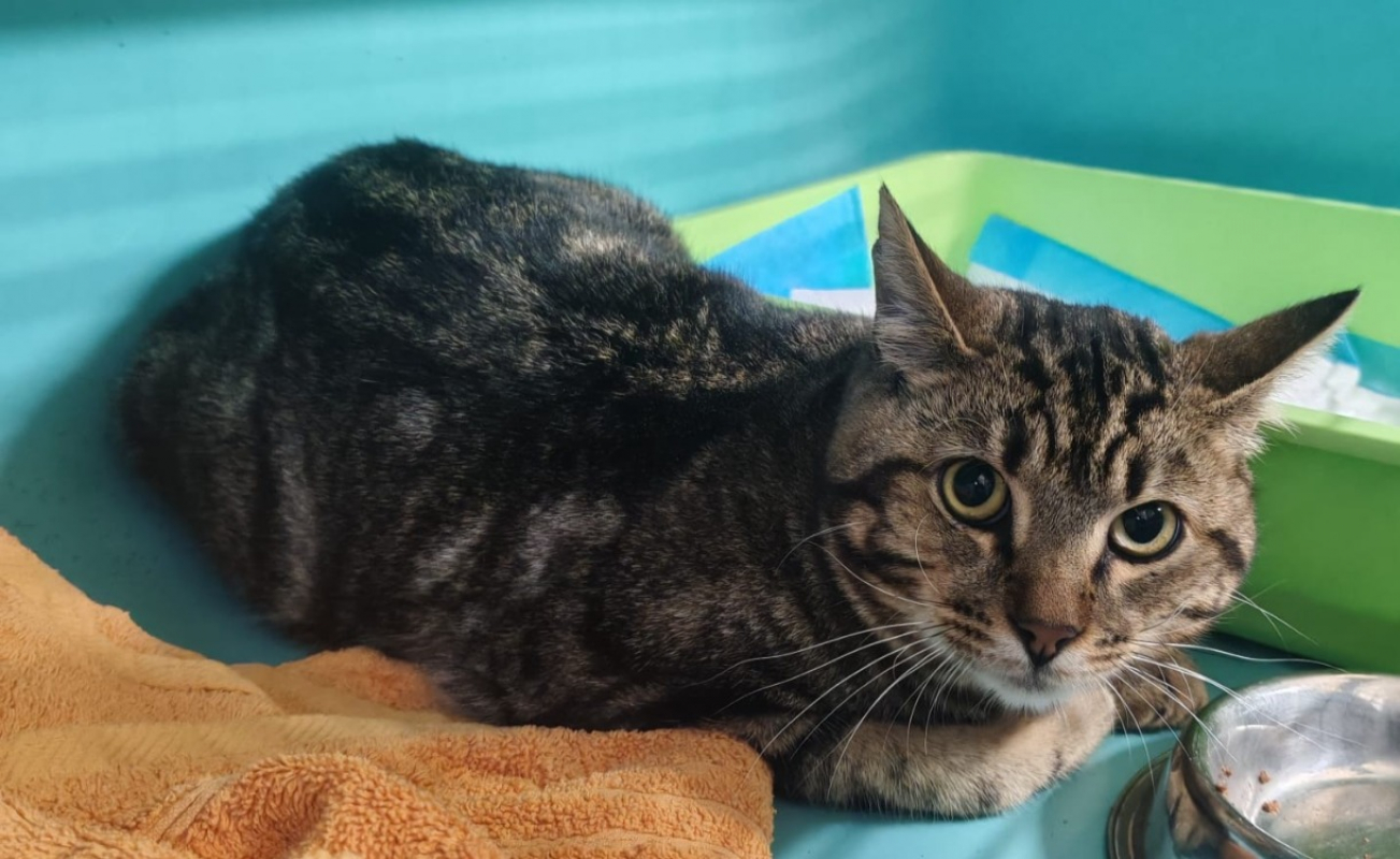 Photo de Mister papouille