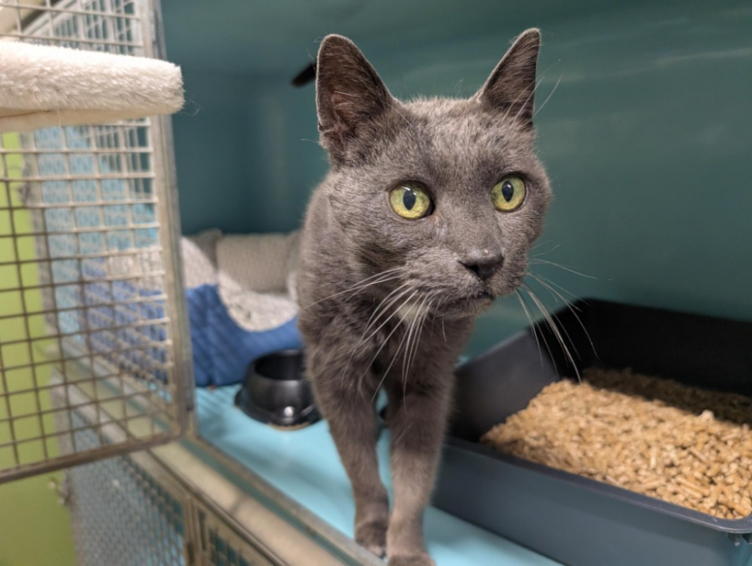 Photo #1 de Zinc a17219