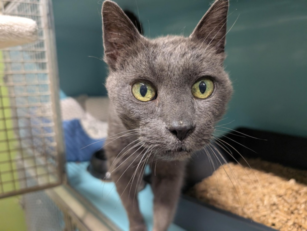 Photo #2 de Zinc a17219